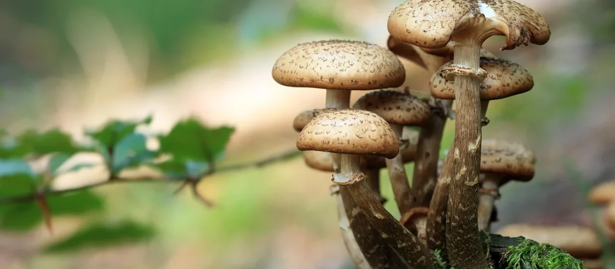 Ani Kawy Kawa Mielona Arabica Z Grzybami Reishi Cordyceps Lion S Mane Bio 100g