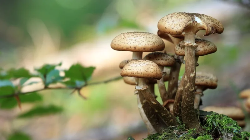 Ani Kawy Kawa Mielona Arabica Z Grzybami Reishi Cordyceps Lion S Mane Bio 100g