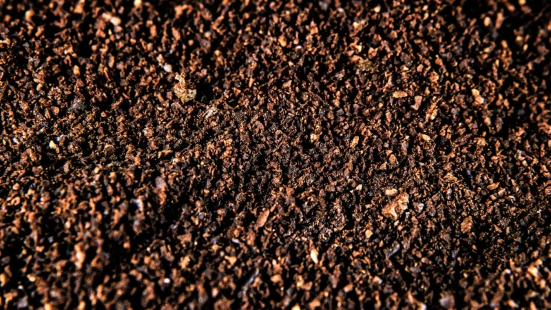 Ani Kawy Kawa Rozpuszczalna Arabica Z Grzybami Reishi Cordyceps Lion S Mane Bio 100g