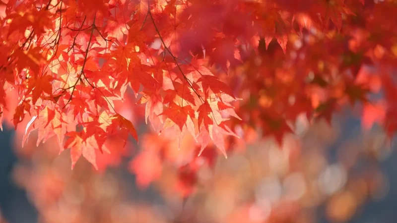 Autumn Blend Starbucks 250g Kawa Ziarnista