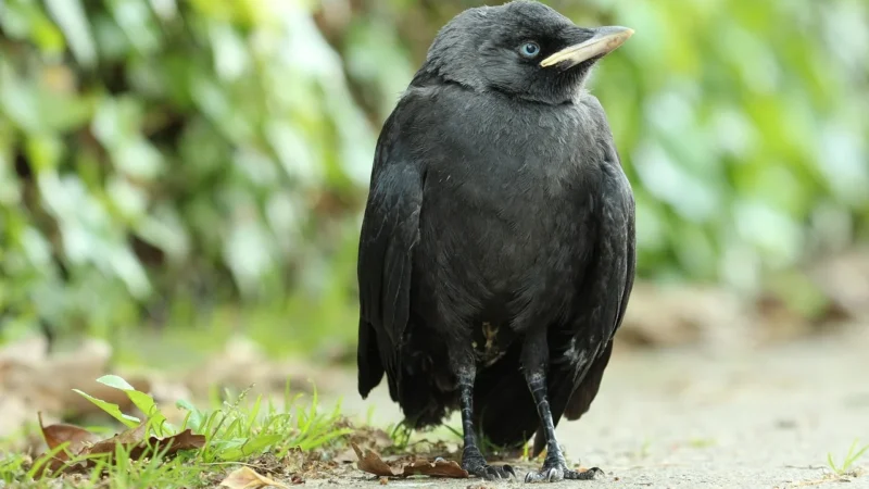 Czarna Kawka Świeżo Palona Tanzania Tanga Nord 1kg