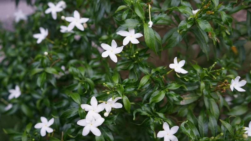 gardenia kwiat 1 kg