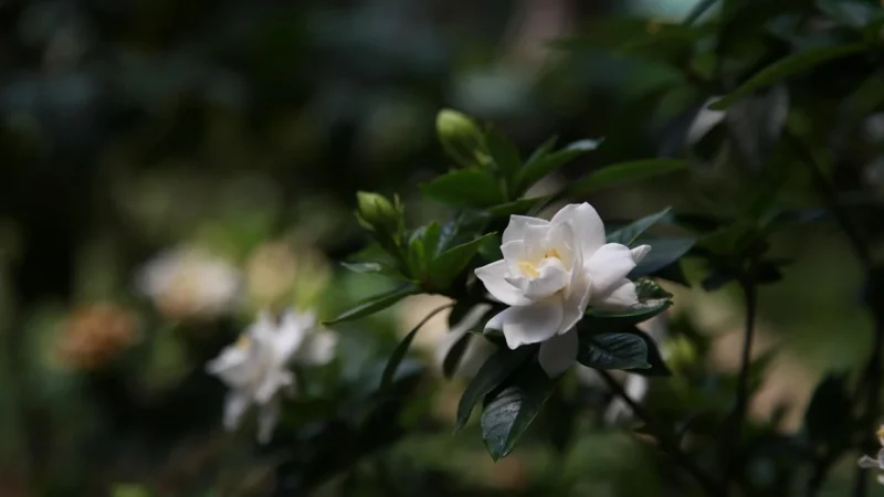 gardenia kwiat 100 g