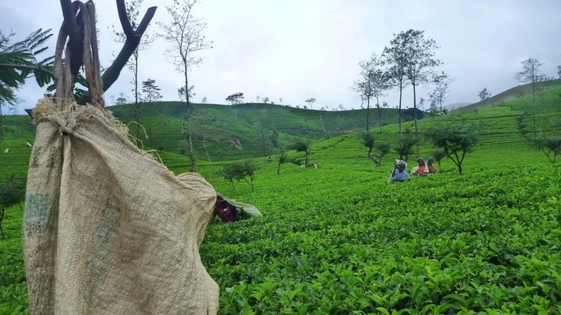 Herbata Czarna Ceylon Sri Lanka Op 1kg