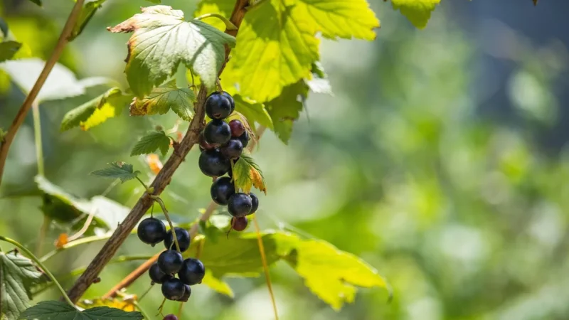 Herbata Czarna Z Czarną Porzeczką Fair Trade Bio