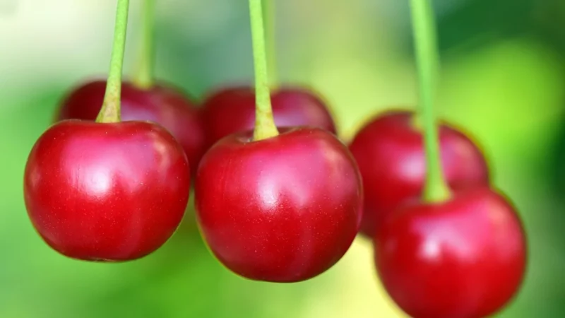 Herbata Czerwona Wiśnia Chińska 50g