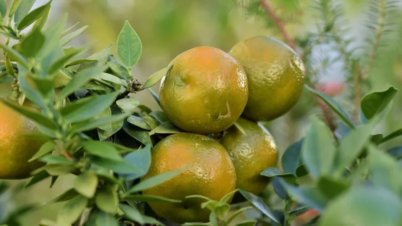 Herbata darjeeling himalayan grapefruitowy smak 100g