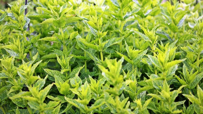 Herbata darjeeling himalayan miętowo-żurawinowa z jabłkiem 100g