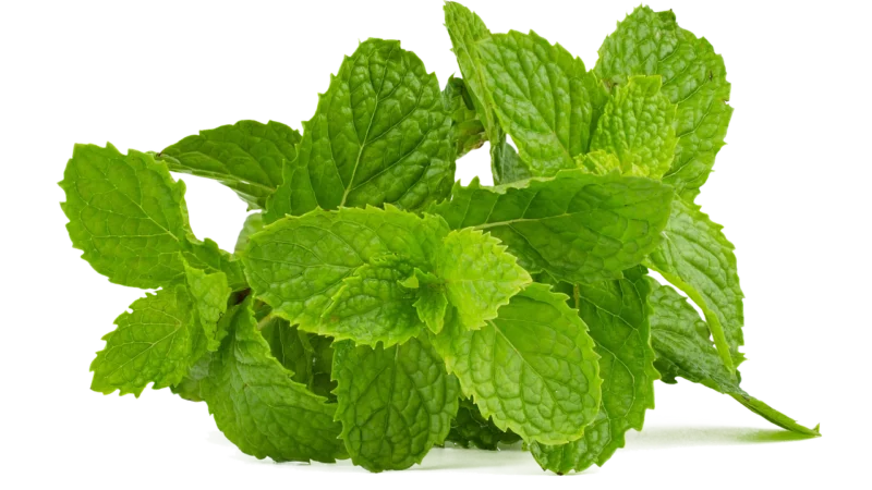 Herbata darjeeling himalayan świeżość mięty 1kg