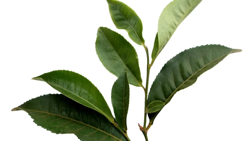 Herbata darjeeling himalayan warszawska 1kg