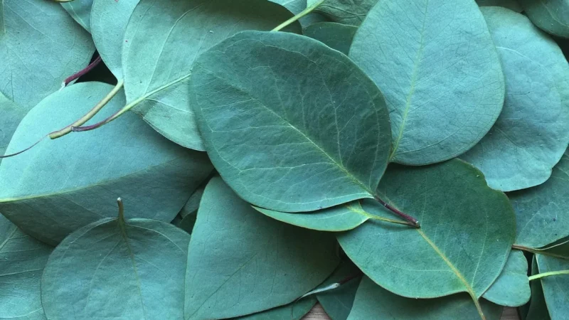 Herbata Eukaliptus Liść Cięty – 50g Zioła życia