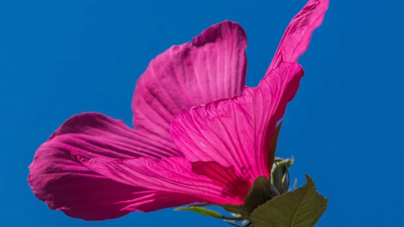 Herbata Hibiskus Malinowa Rozkosz 100g