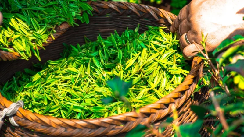 Herbata Kuding Liść – 50g Zioła życia