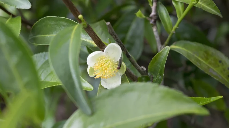 herbata kwiatowa camus blooming 1 kg