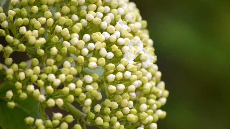 Herbata Owoc Bzu Czarnego Eko Bio 50g Bez Czarny