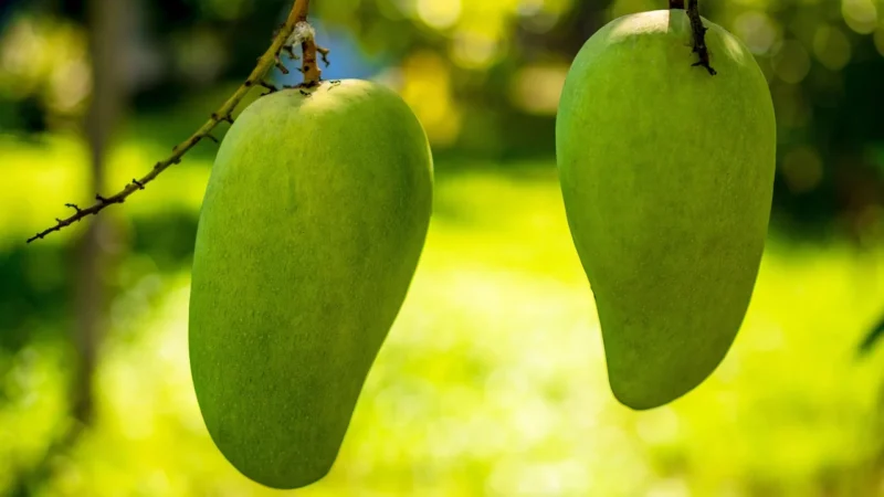 Herbata Owocowa Mango Bamboo 50g