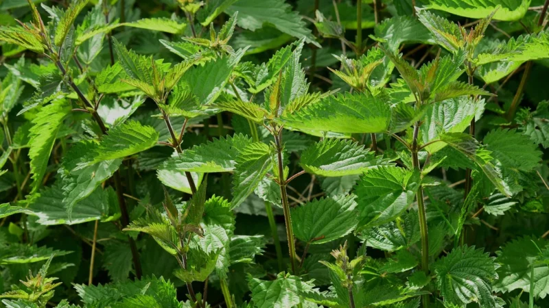 Herbata Pokrzywa Z Gruszką 20x2g Malwa