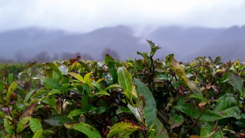 Herbata pu-erh big leaf 100 g