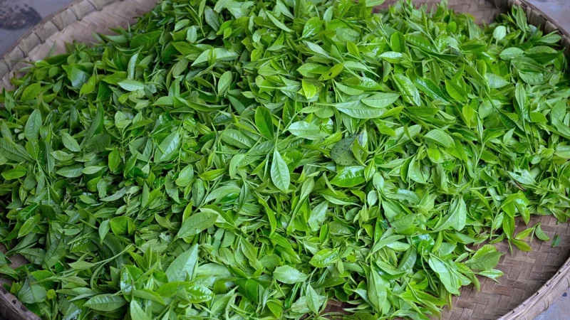 Herbata Zielona Chiny Z Jaśminem 100g Biodyssee
