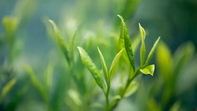 Herbata Zielona Green Jasmine Z Jaśminem 100g