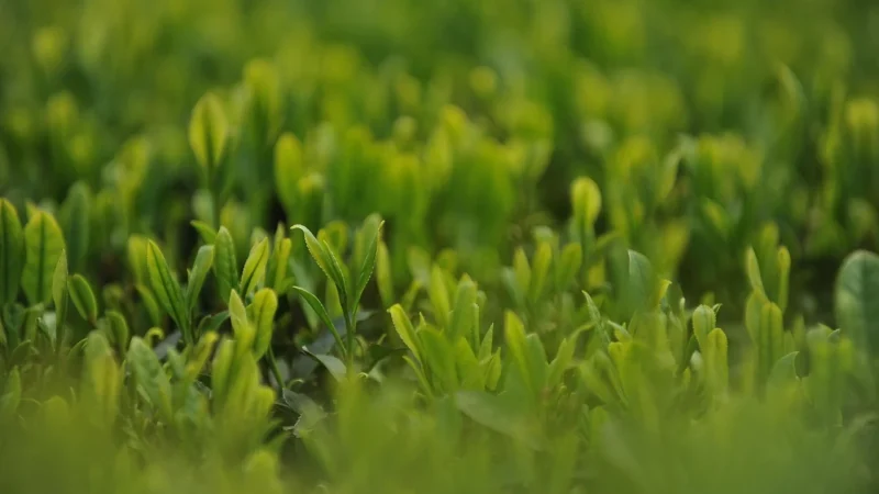 Herbata zielona JASMINE MAO JIAN JAŚMINOWA 50G