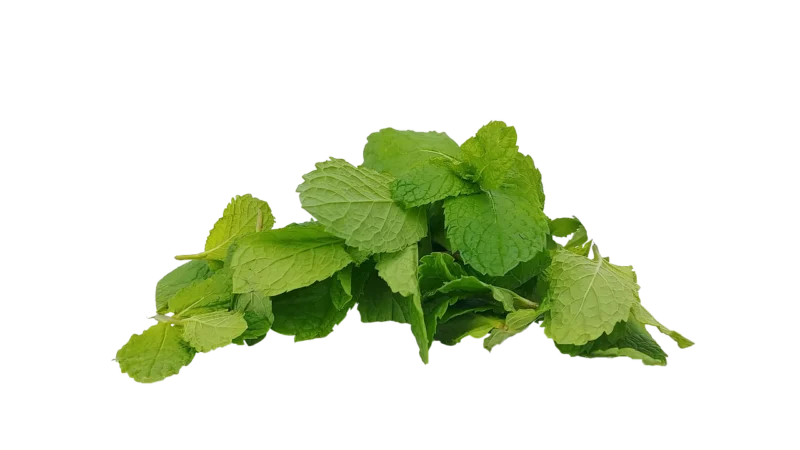 Herbata Zielona Miętowa Ceylon 20x18g Biodyssee