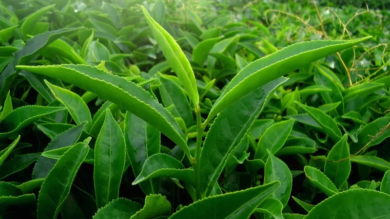 Herbata Zielona Oolong Jasmine 100g