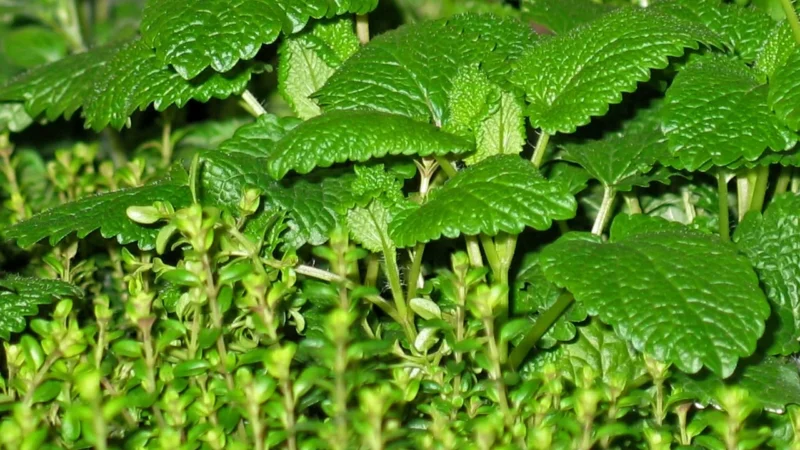 herbatka ajuwerdyjska z ziół i przypraw 1 kg