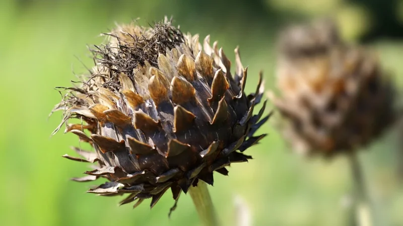 Herbatka Ekologiczna Ziele Karczocha 50g Karczoch