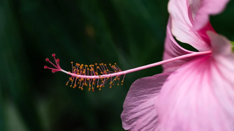 Herbatka Hibiskus 50g Dary Natury
