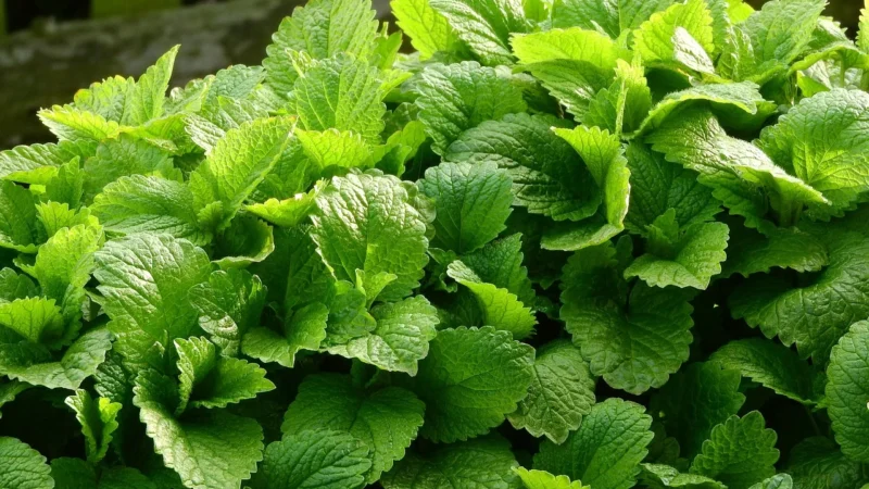 Herbatka Liść Melisy Bio 25 G Dary Natury