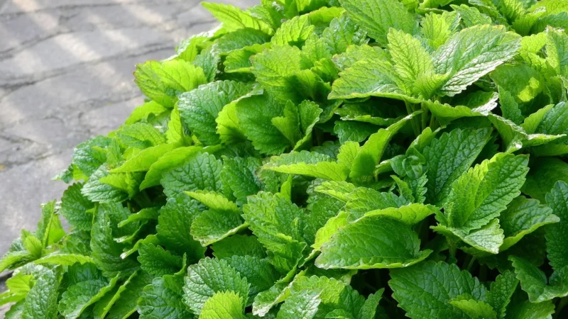Herbatka Liść Melisy Bio 25 x 15 G 375 G