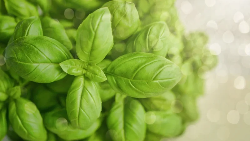 Herbatka Ziele Jemioły Bio 200g Dary Natury