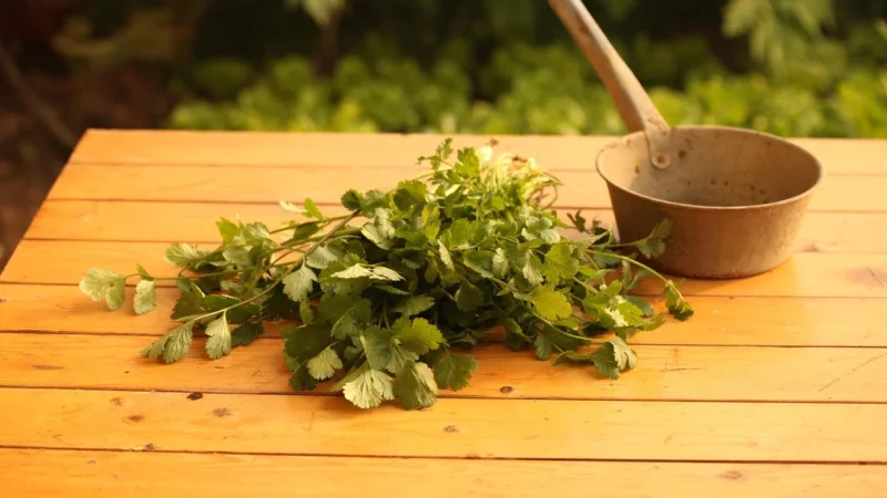Herbatka Ziołowa Dla Dziadzia Bio 100g Dary
