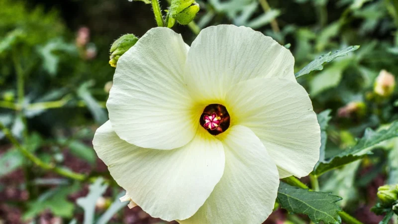 Hibiskus Fix Herbatka Ekologiczna Dary Natury 50g