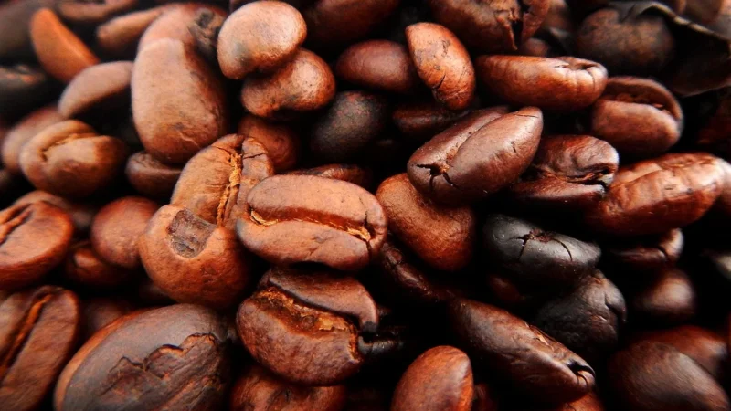Kawa Amazonica Coffe – The Ursus Edition (Brazylia) – 1000 g, Mielona