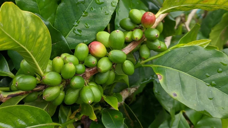 Kawa Arabica Honduras Shg 500g