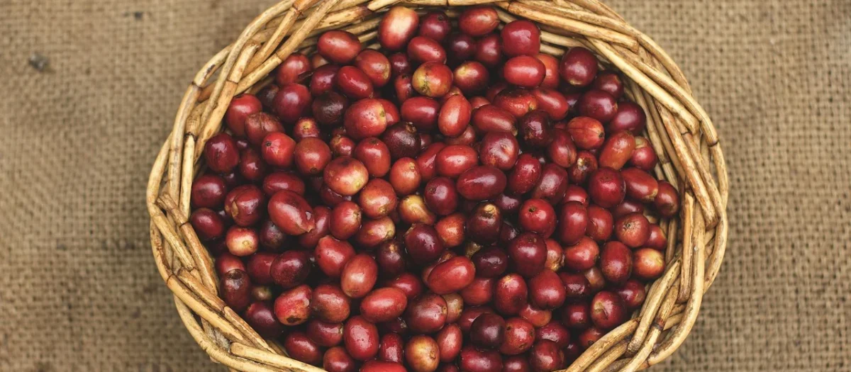 Kawa Arabica Sumatra 1kg
