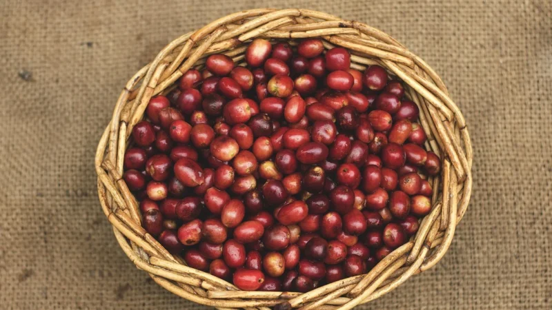 Kawa Arabica Sumatra 1kg