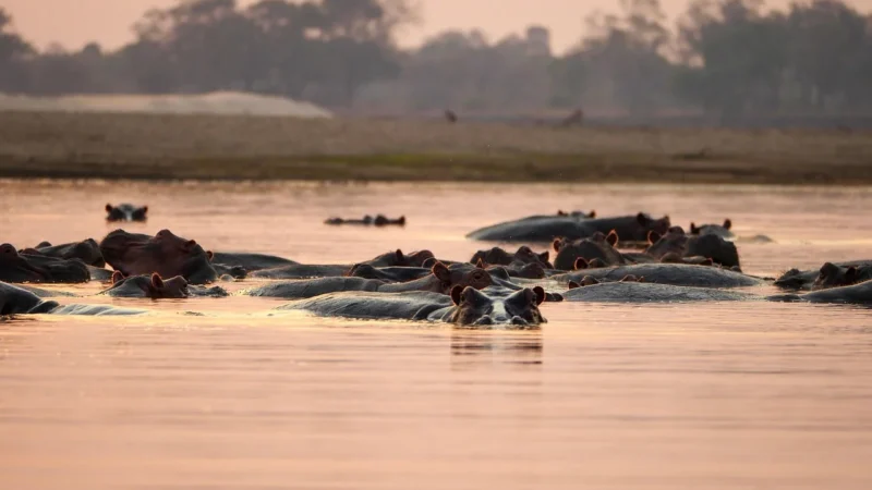 Kawa Arabica Zambia 100g