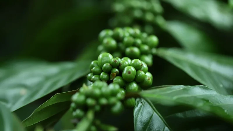 Kawa Kona Extra Fancy Ziarnista 100g Top Arabica
