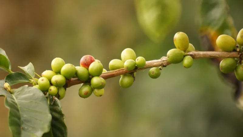 Kawa MicroLot Kolumbia Hacienda La Claudina 100g