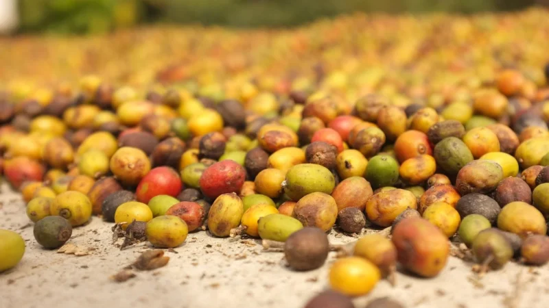 Kawa Mielona Arabika Heirloom Sidamo La Cafferia