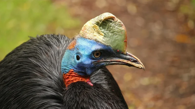 Kawa Papua Nowa Gwinea Świeżo Palona Z Palarni