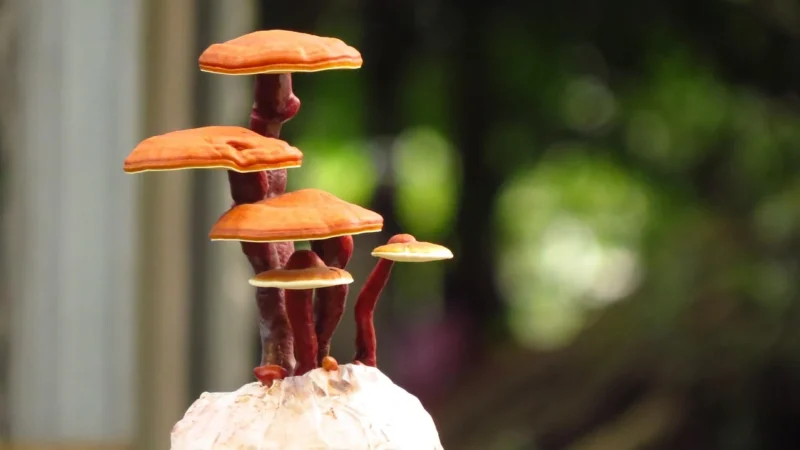 Kawa Rozpuszczalna Reishi Chaga Cordyceps