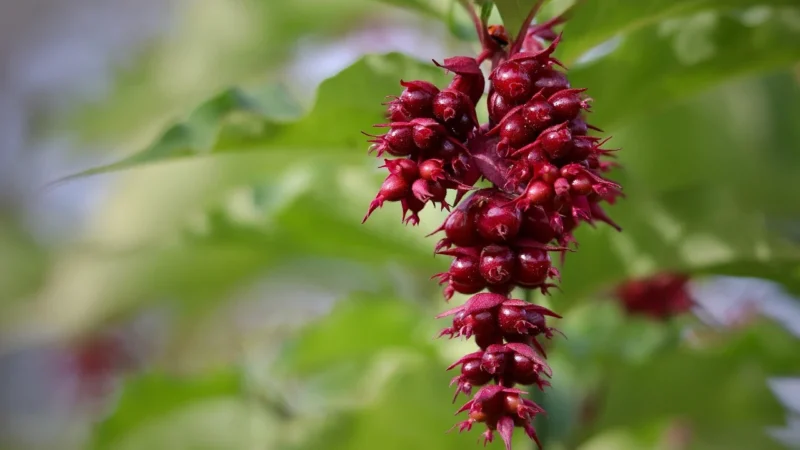 Kawa Smakowa Karmelowa 500g