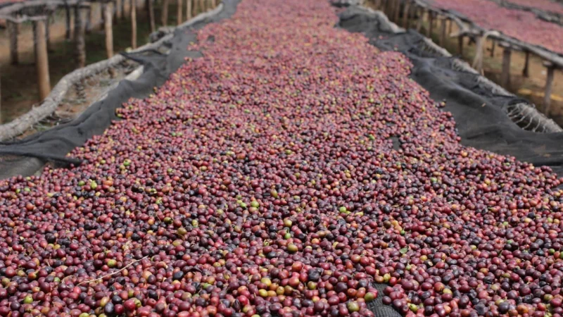 Kawa Świeżo Palona 100% Arabika 1kg