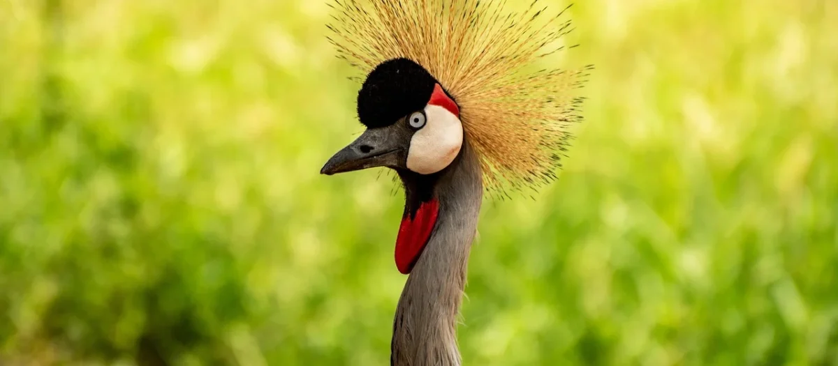 Kawa Ziarnista Uganda Elgon Świeżo Palona