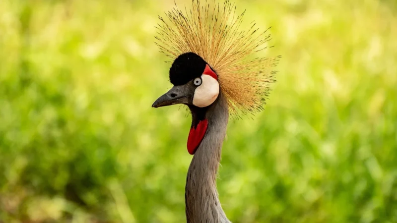 Kawa Ziarnista Uganda Elgon Świeżo Palona
