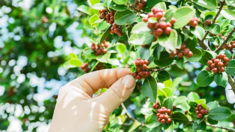 Kawa Zielona Mielona 500g Naturalne Odchudzani